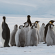 Illustration for article titled Colony of 9,000 penguins discovered in Antarctica